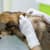 Bacterial Skin Infections in Dogs: Causes, Symptoms & Treatment