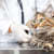Fleas in Cats: Is Injectable Flea Prevention Right for Your Cat?