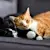 How to Introduce a Kitten to a Cat: Step-by-Step