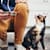 Cat Throwing Up Undigested Food: Vomit or Regurgitate? When to Worry
