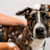 Dog Sprayed by Skunk? 10 Steps to Remove the Smell