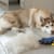 Understanding & Controlling Seasonal Shedding in Dogs  