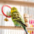 Whys Birds Molt: How to Help Them Stay Comfortable 