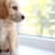 Potty Train Your Puppy: A Complete Guide for Stress-Free Success