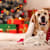 Gift Ideas and Top Presents for Pets