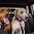 Dog Road Trip: Complete Guide to Safe Travel