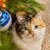 How to Keep Your Cat Out of the Christmas Tree