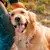 Can You Switch Flea and Tick Medicine? 