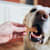 How Many Treats Can Dogs Have? 