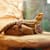How to Keep Your Reptiles Cool in Emergencies and Excessive Heat