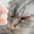 How to Give a Cat a Pill 