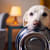 How to Tell If Your Dog Is Overweight