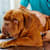 White Worms in Dog Poop: Identify, Treat & Prevent Parasites