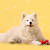 Dog Astrology: Your Dog's Star Sign & Personality