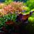 Self-Sustaining Aquarium Fish Tank: Complete Setup Guide