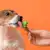 Safe Human Foods for Dogs: Healthy Snacks to Share with Your Pup