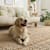 How to Keep Your Dog Off the Couch