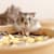 What Do Hamsters Eat? A Complete Feeding Guide