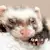 Ferret Breeds, Colors & Types: How to Choose