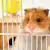 How to Tell the Sex of a Hamster