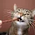 How Many Treats Can I Give My Cat?