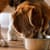 Elevate Pet Meals: How Food Toppers Boost Health, Flavor & Nutrition
