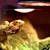 Reptile UVB Light Guide: What Every Pet Parent Needs to Know