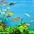 How to Set Up a Fish Tank: Complete Setup Guide