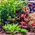Aquarium Plant Nutrient Deficiency Chart & Guide