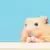 Hamster Breeds: Which Is Right for You?