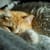 Why Cats Make Biscuits (Kneading)