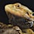 Why Do Bearded Dragon Beards Turn Black?