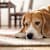 Do Dogs Get Seasonal Depression?