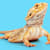 Bearded Dragon Brumation: What Pet Parents Need to Know