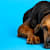 Is Your Dog in Pain? Safe Relief & What NOT to Give Your Pet