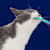 Cat Mouth Care: Senior Cat Dental Health Guide