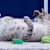 Why Senior Cats Gain Weight & Safe Methods to Help Them Slim