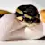 Ball Python Diet: What, How & How Often to Feed