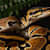 Is a Reptile Right for You? Essential Questions Before You Buy