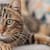 Is My Cat Overweight? Signs, Risks & What to Do