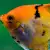 Is Your Aquarium Fish Sick? Spot & Treat Cotton Wool Disease Fast!