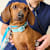 Dog Allergies: Symptoms, Causes, and Treatment Options