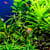 Aquarium Nitrogen Cycle: Save Your Fish & Tank Cycling Guide
