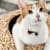 Moving With Cats: A Complete Stress-Free Guide