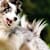 Pet Joint Health & Mobility Tips for Dogs and Cats