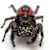 Jumping Spider Care Sheet