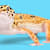 Leopard Gecko Not Eating? Here's Why & What to Do