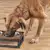 What Is Human-Grade Dog Food? A Pet Parent's Guide