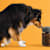 How to Choose Quality Dog & Cat Food