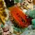Your Mollusk's Best Life: Tank Setup, Food, & Compatibility Guide